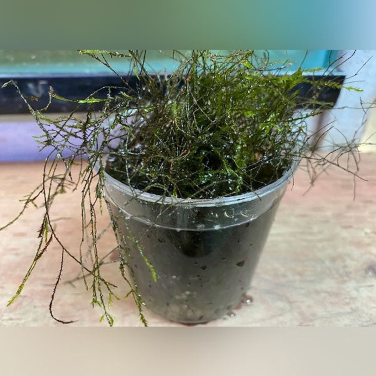 willow-moss
