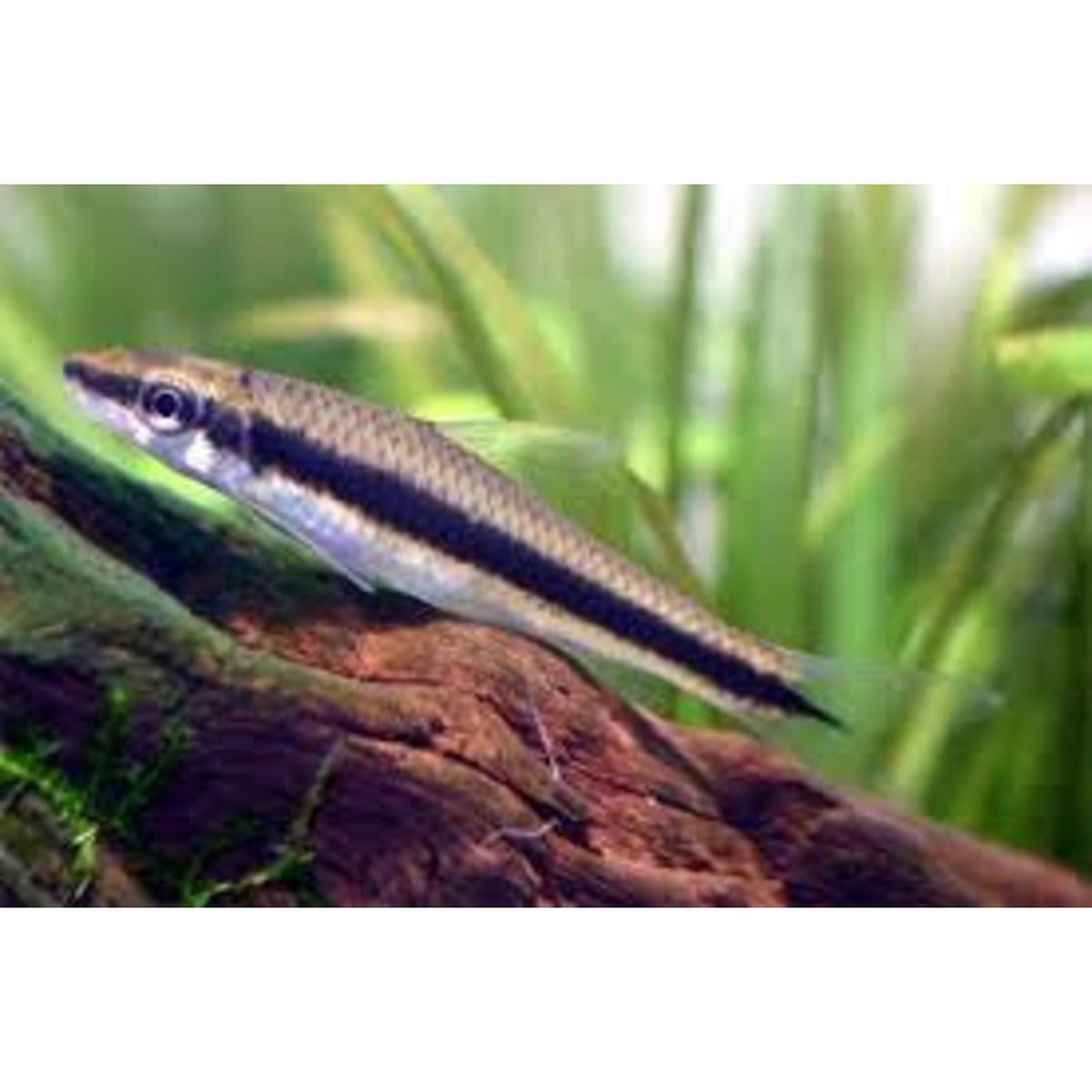siamese-algae-eater-crossocheilus-siamensis
