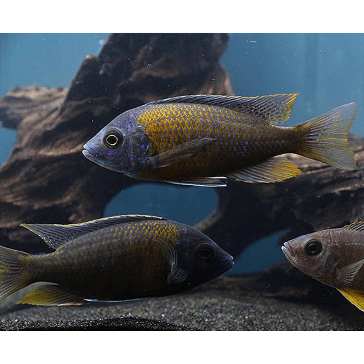 red-fin-borleyi