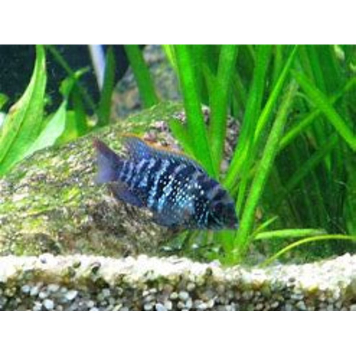 blue-acara