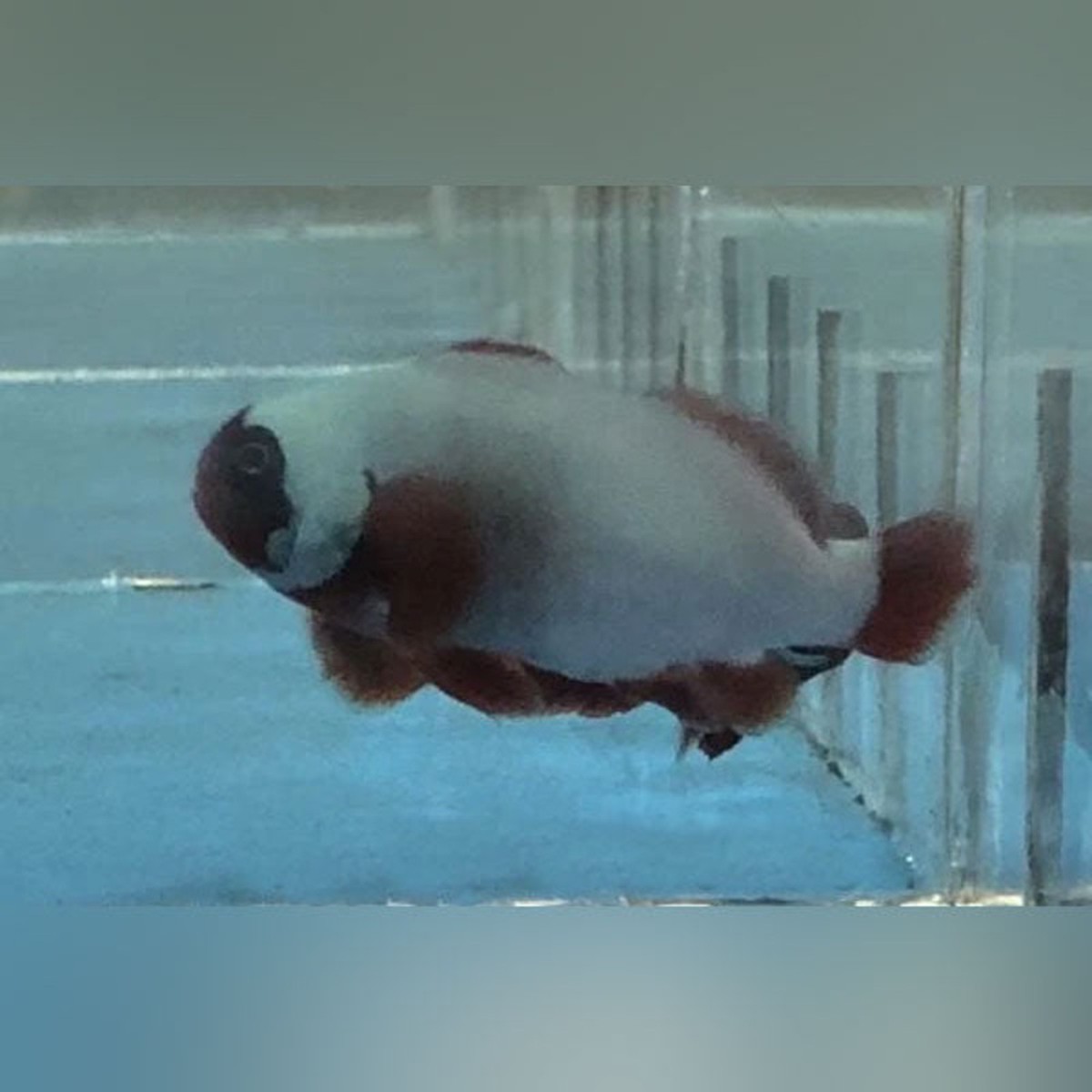 thunder-maroon-clownfish