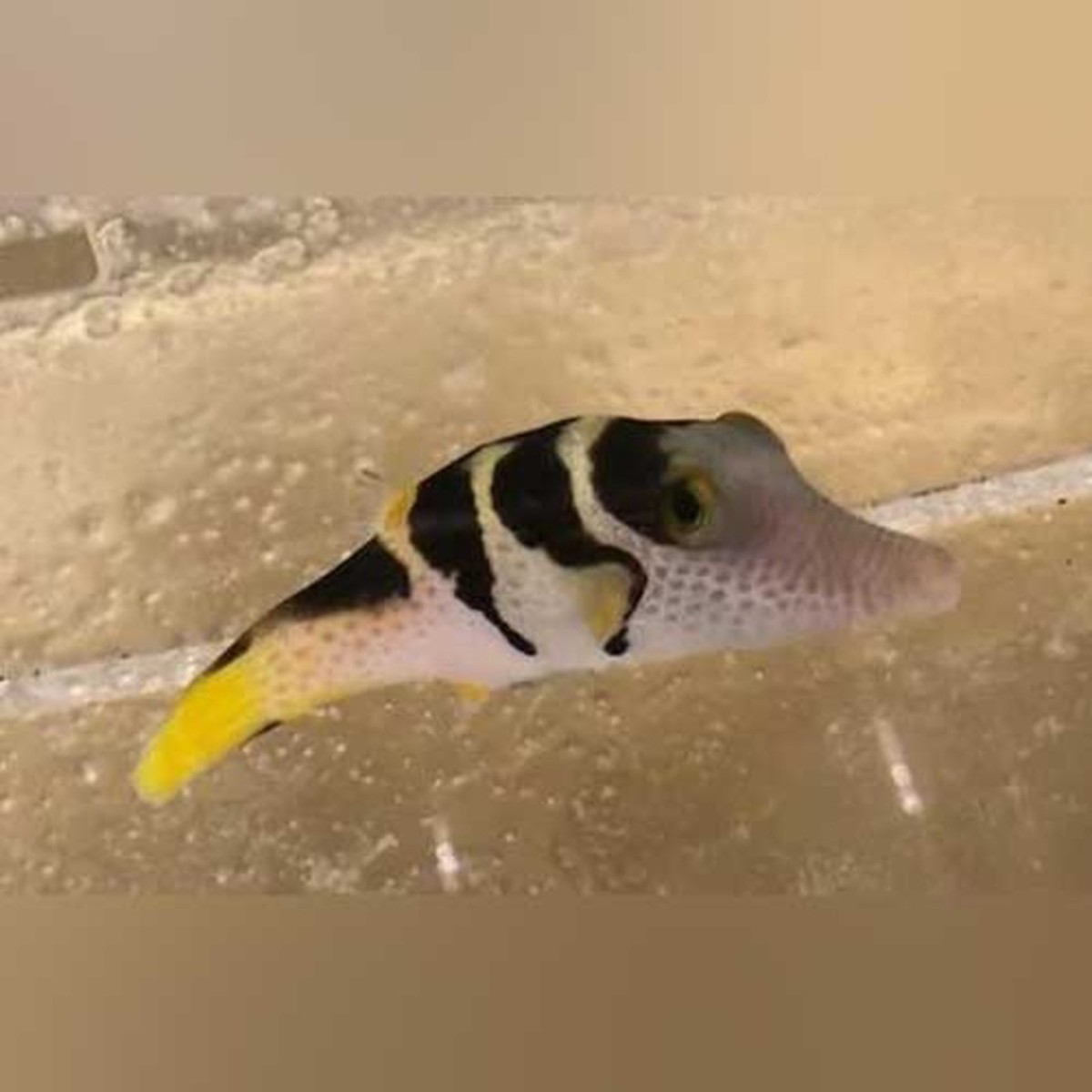 saddle-valentini-puffer