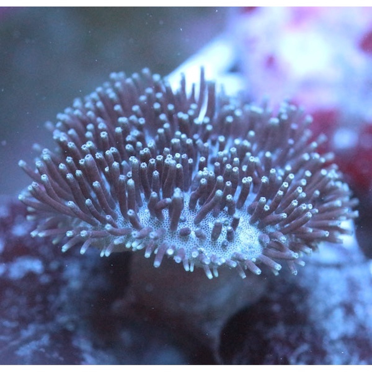 long-polyp-toadstool
