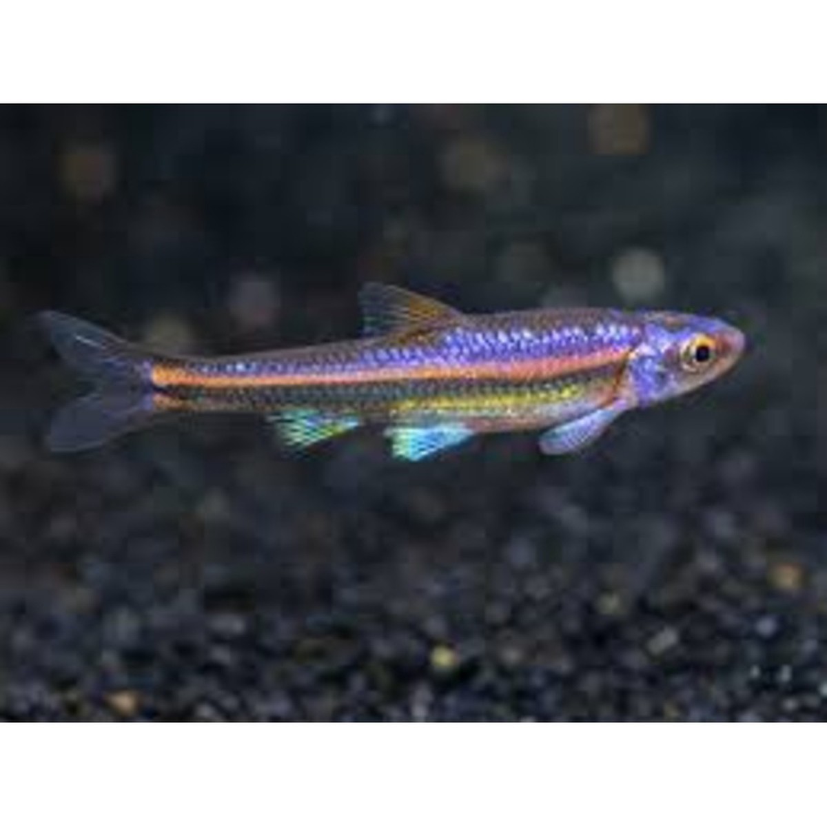 rainbow-shiner