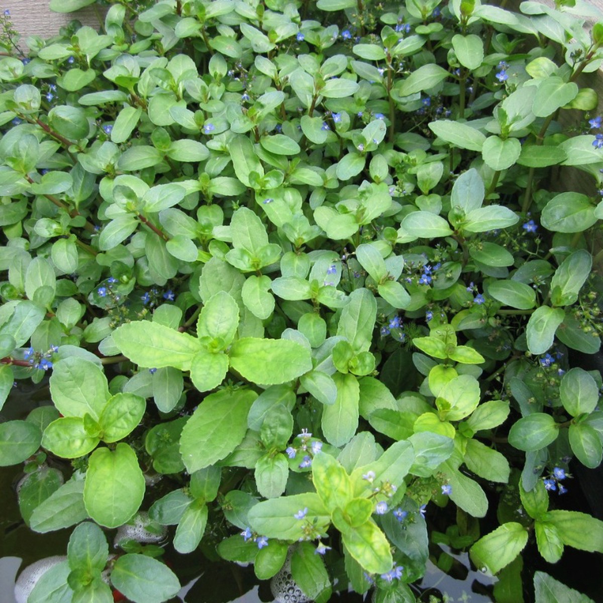 veronica-beccabunga-brooklime