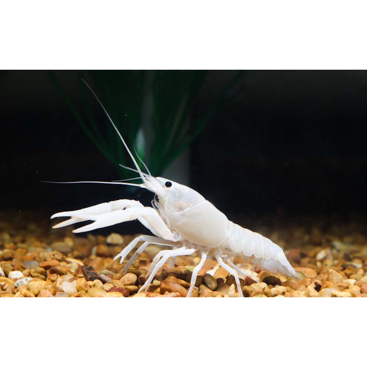 vanilla-crayfish