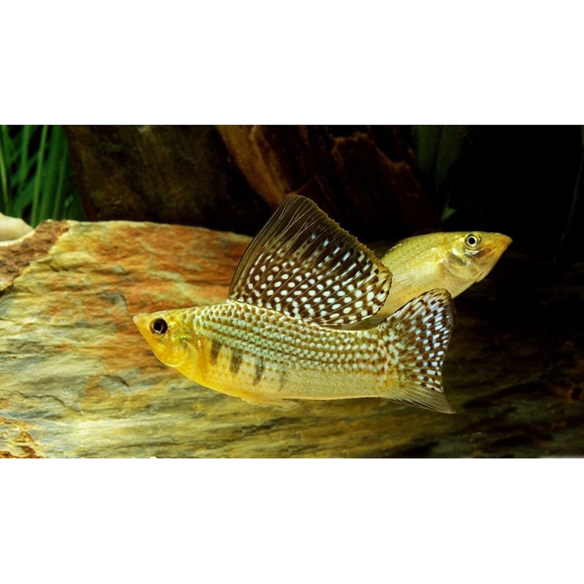 assorted-sailfin-mollies